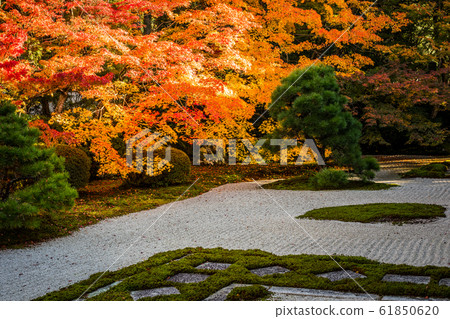 南禪寺寶塔東花園的秋葉 61850620