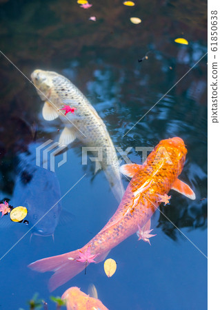 西錦鯉在南禪寺寶塔的池塘里 61850638