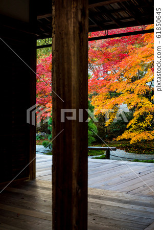 Autumn leaves, Hojo and vestibule of Nanzenji pagoda and Tenjoan 61850645