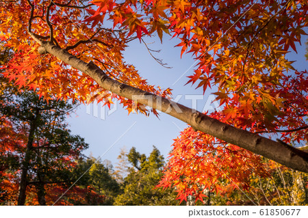 Autumn leaves, etc., Shinji pond autumn leaves Autumn leaves, etc., Shinji pond autumn leaves 61850677
