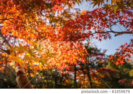Autumn leaves, etc., Shinji pond autumn leaves Autumn leaves, etc., Shinji pond autumn leaves 61850679