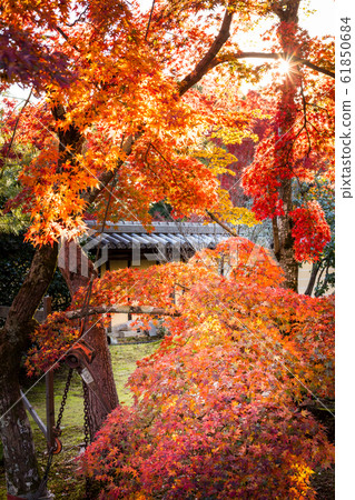 Autumn leaves, etc., Shinji pond autumn leaves 61850684