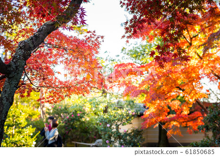 Autumn leaves, etc., Shinji pond autumn leaves 61850685