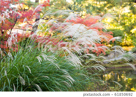 秋葉等,心形池塘蒲葦 秋葉等,心形池塘蒲葦 61850692