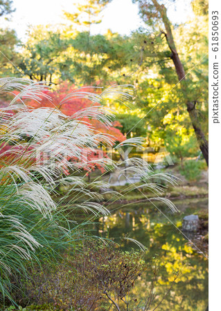 秋葉等，心形池塘蒲葦 61850693