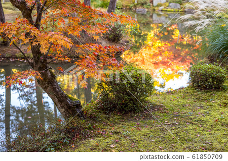 Autumn leaves, etc. Autumn leaves, etc. 61850709