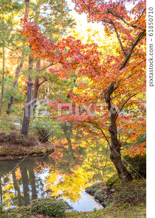 Autumn leaves, etc. 61850710