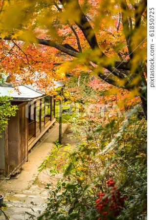 聖安院，花園的秋天景色 61850725