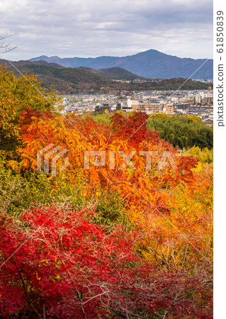 在奧高地山莊（Okochi Sanso），京都盆地（Kyoto Basin）和比叡山（Hiei Mt.）的秋天，紅葉俯瞰著築地 61850839