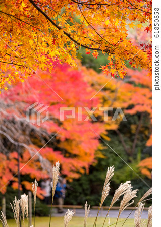 Okochi Sanso的秋天，秋天的落葉和蒲葦 61850858