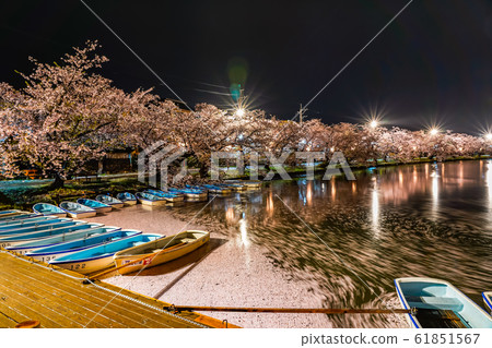 弘前公園西b春天櫻花夜點亮美麗美麗的季節形象旅行東北地區弘前市青森縣 61851567