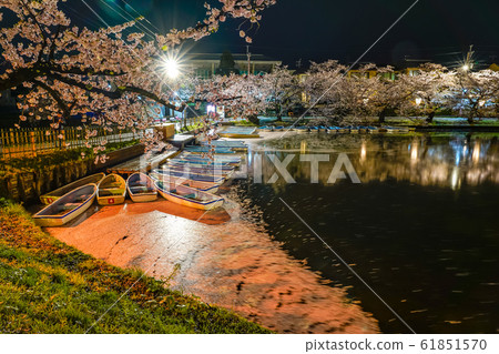 弘前公園西b春天櫻花夜點亮美麗美麗的季節形象旅行東北地區弘前市青森縣 61851570