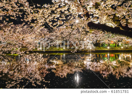 弘前公園西b春天櫻花夜點亮美麗美麗的季節形象旅行東北地區弘前市青森縣 弘前公園西b春天櫻花夜點亮美麗美麗的季節形象旅行東北地區弘前市青森縣 61851781