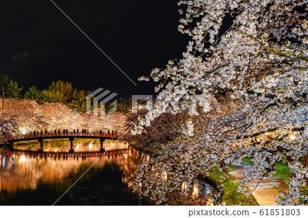 Hirosaki Park Nishibori Spring Cherry Blossom Night Light Up Beautiful Beautiful Season Image Trip Tohoku Region Hirosaki City Aomori Prefecture 61851803