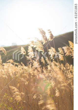 High ear field on a sunny day 61851863
