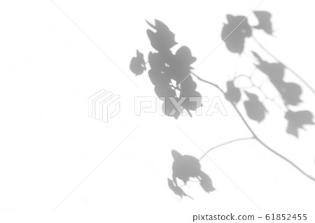 Gray shadows of orchid flowers on white wall Gray shadows of orchid flowers on white wall 61852455
