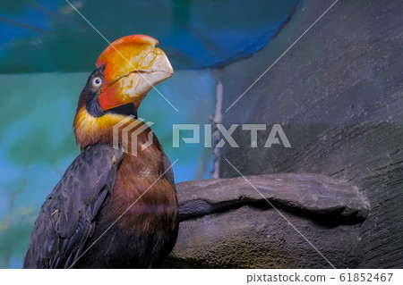 Portrait of philippine hornbill 61852467
