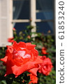 Rose (roller) 61853240