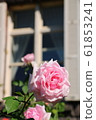Rose (La France) 61853241