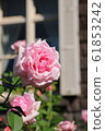 Rose and Western-style building (La France) 61853242