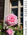 Rose (La France) 61853415