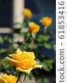 Roses (Inca) 61853416