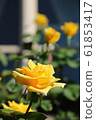 Roses (Inca) 61853417