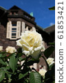 Rose (Royal Princess) 61853421