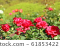 Rose (cardinal) 61853422