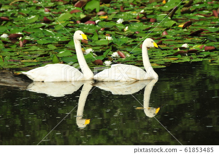 天鵝在昭和木材 天鵝在昭和木材 61853485