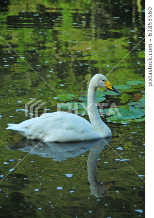 Swan in the Showa wood Swan in the Showa wood 61853560