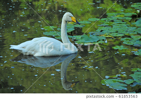 Swan in the Showa wood Swan in the Showa wood 61853563