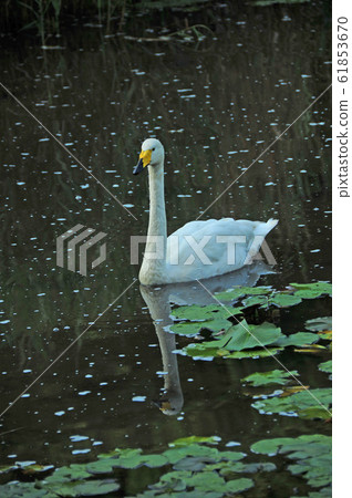 Swan in the Showa wood Swan in the Showa wood 61853670