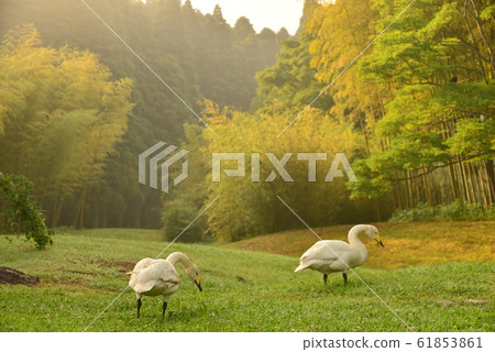 天鵝在昭和木材 61853861