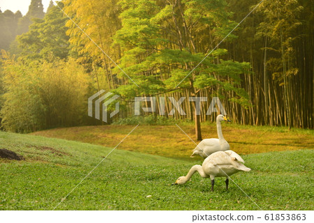 Swan in the Showa wood 61853863