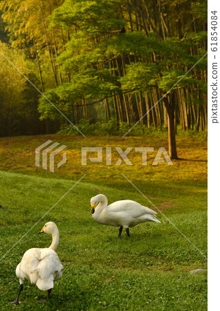 Swan in the Showa wood 61854084