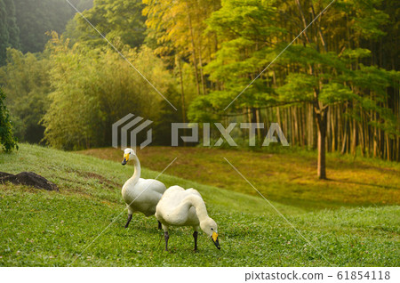 Swan in the Showa wood Swan in the Showa wood 61854118