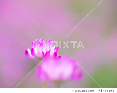 Lotus grass 61855465