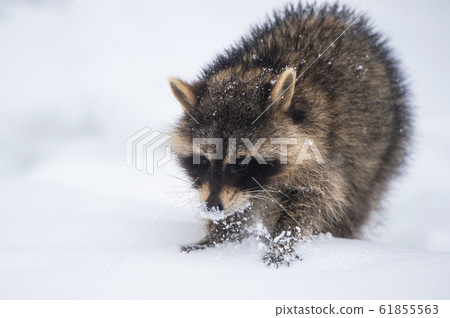 Raccoon in the snow Raccoon in the snow 61855563