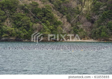 珍珠養殖 珍珠養殖 61855693