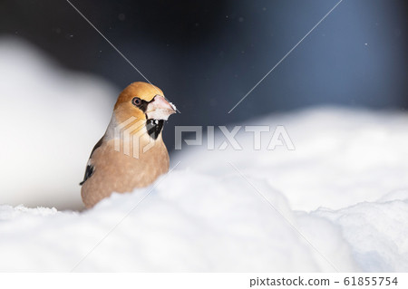雪中的希姆 61855754