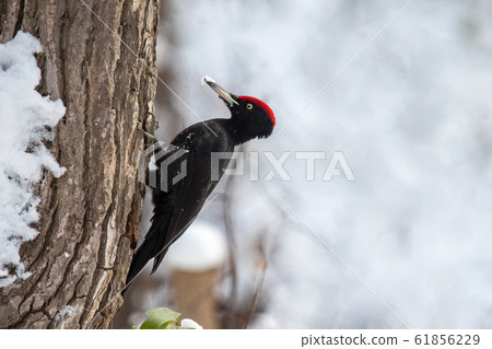 冬季熊密封 61856229