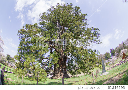 Sugizawa的Osugi自然紀念碑福島縣 61856293