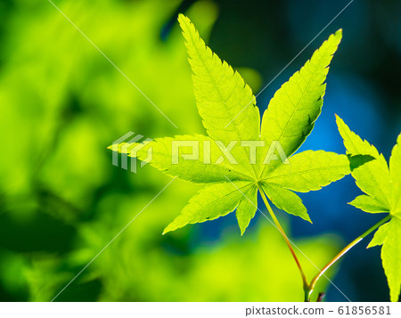 Momiji Blue 61856581