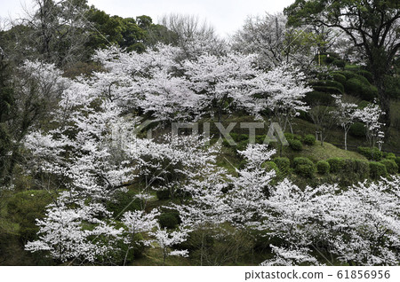 Cherry Blossoms Cherry Blossoms 61856956