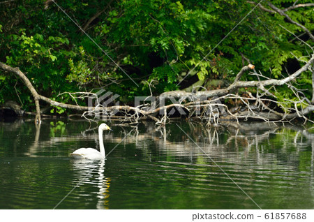 天鵝在昭和木材 61857688