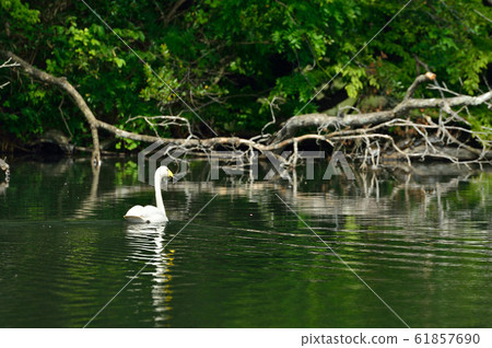天鵝在昭和木材 61857690