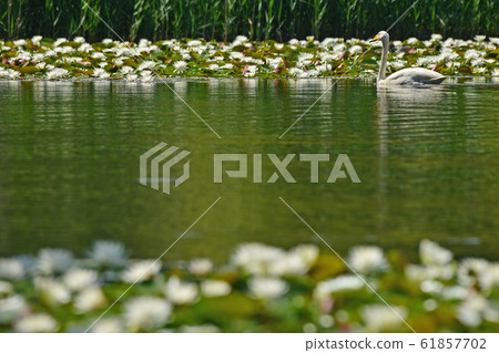 Swan in the Showa wood 61857702