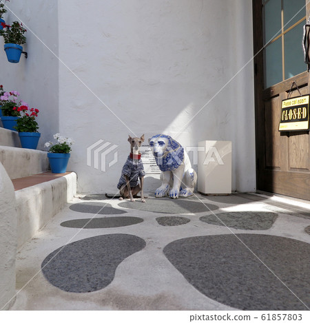 Mediterranean village and pets 61857803