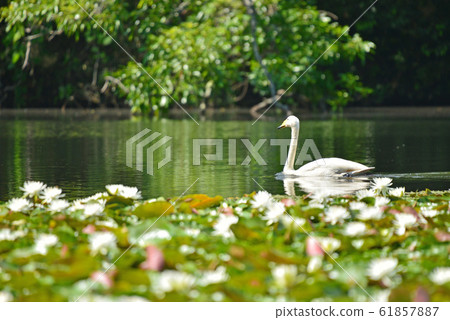天鵝在昭和木材 61857887